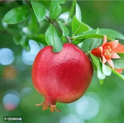 Pomegranate Plant  POMI-thumb3