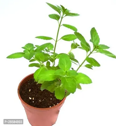 Tulsi Plant  Tulsi Plant-thumb0