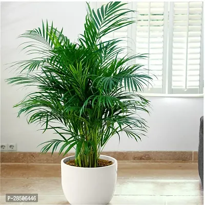 Areca Plam Areca Palm Indoor Plant s vc-thumb0