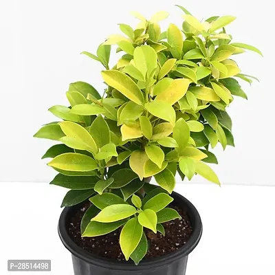 Natural Live Plant for Home Garden-thumb0