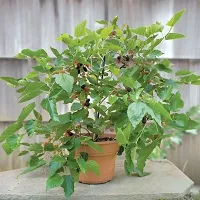 Earth Angels Berry Plant Sweet Mulberry Plant-thumb2