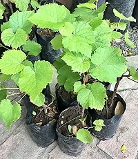 Grapes Plant  Black Grapes Frut Plant s 0-thumb1