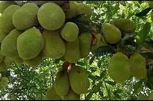 Jack Fruit Plant  Jackfruit Model name Singapuri wada Plant-thumb1