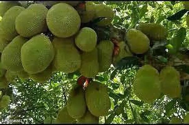 Jack Fruit Plant  Jackfruit Model name Singapuri wada Plant-thumb2