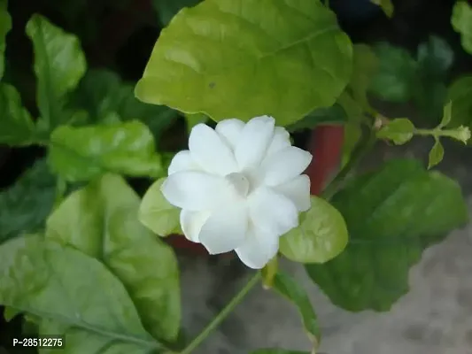 Natural Live Plant for Home Garden-thumb0