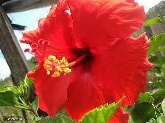 Earth Angels Hibiscus Plant MKD45-thumb0