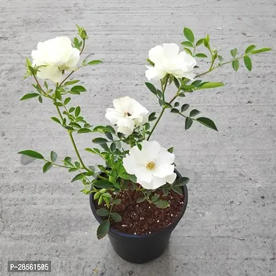 Earth Angels Rose Plant BHJ40-thumb0