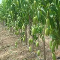 Earth Angels Mango Plant Lakshmanbhog Mango Hybrid Plant For Outdoor Garden-thumb1