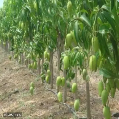 Earth Angels Mango Plant Lakshmanbhog Mango Hybrid Plant For Outdoor Garden-thumb2