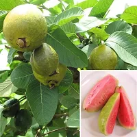 Earth Angels Guava Plant Red Guava Plant-2-thumb1