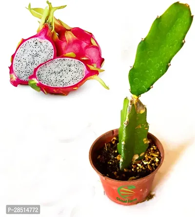 Natural Live Plant for Home Garden-thumb0