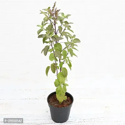 Earth Angels Tulsi Plant ZoomPlant-450-thumb0