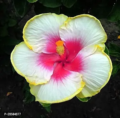 Hibiscus Plant  HIBI 27