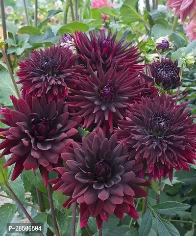 Chrysanthemums Guldavari Plant  Dahlia 18 Plant