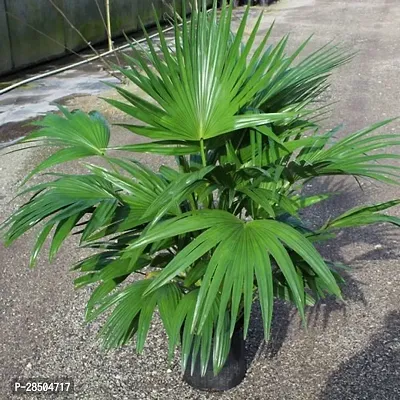 China Palm Plant  china palm Plant 002-thumb0