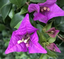 Baugainvillea Plant  Bougainviolla Plant kingdom114-thumb1