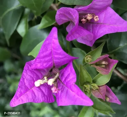 Baugainvillea Plant  Bougainviolla Plant kingdom114-thumb2