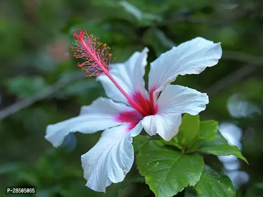 Hibiscus Plant  B Hibiscus Plant-thumb0