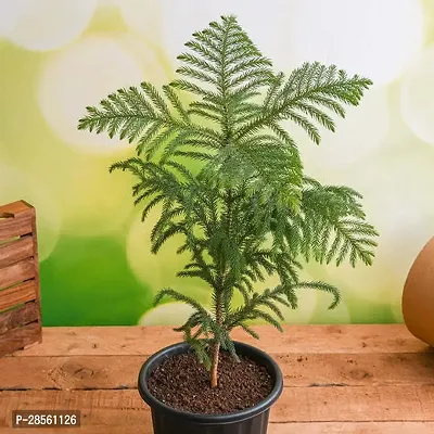 Earth Angels Christmas Tree Plant Christmas tree plant-thumb0