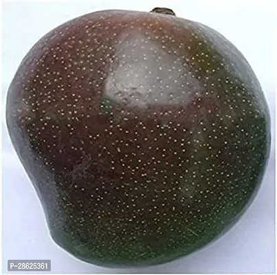 Earth Angels Mango Plant BLACK STONE MANGO-thumb0