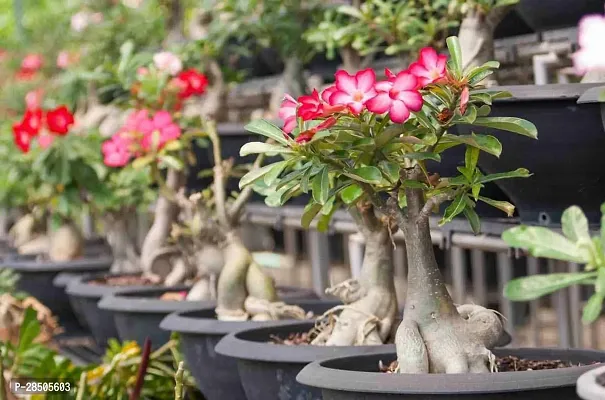 Adenium Plant  Adenium Plant  33-thumb0