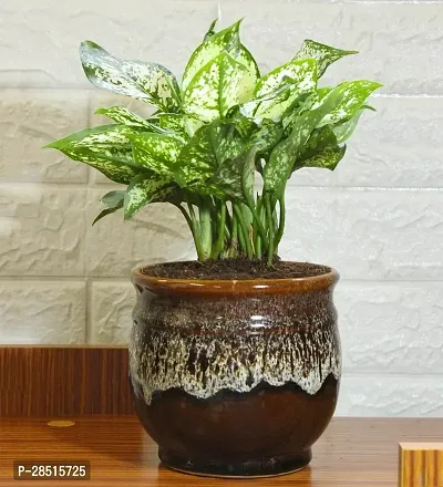 Natural Live Plant for Home Garden