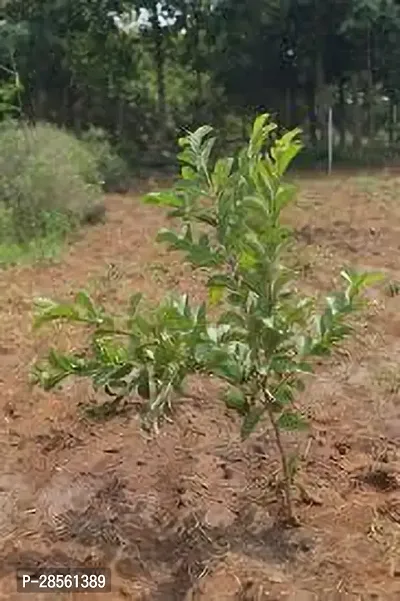 Earth Angels Guava Plant GUAVA PLANT NNJJII0-thumb2