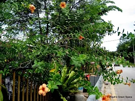 Natural Live Plant for Home Garden-thumb2