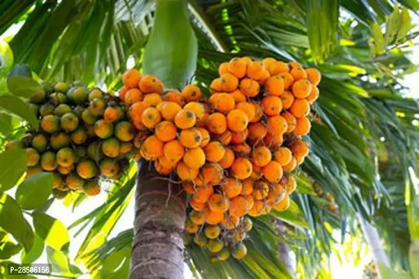 Areca Plam areca nut Plant    supari-thumb0