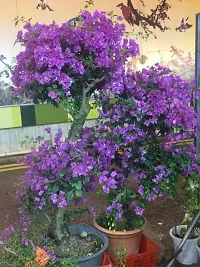 Baugainvillea Plant  Baugainvillea Plant   62-thumb1