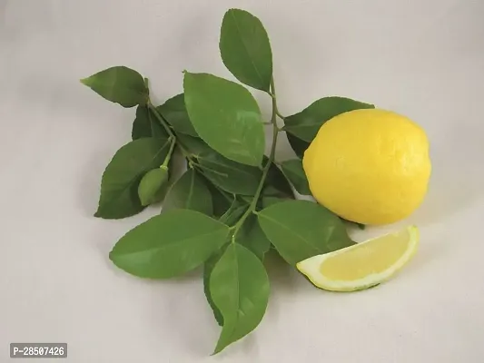 Lemon Plant  u021