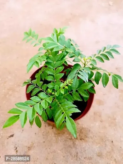 Curry Leaf Plant  CurryLeaf XNaNu28-thumb0