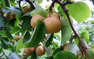 Earth Angels Pear Plant Pear live Plant(Hybrid, Pack of 1)-thumb1