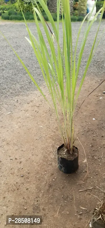 Lemon Grass Plant  LemonGrassPlant  XPEDPOUDHE-thumb0