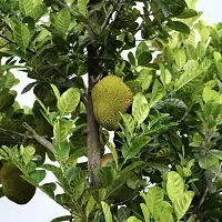 Jack Fruit Plant  jackfruit Plant  0036-thumb1