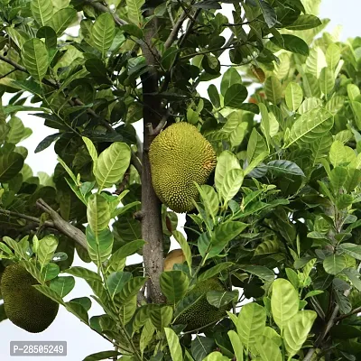 Jack Fruit Plant  jackfruit Plant  0036-thumb2