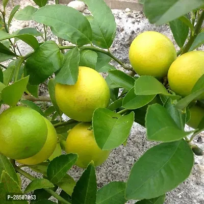 Lemon Plant  Lemon Seedless Lemon Fruit  Air layered  Grafted  Live Plant s and Tree-thumb0