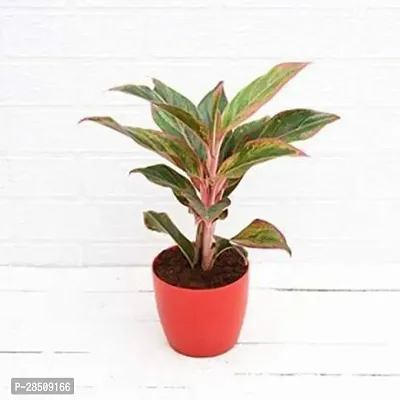 Aglaonema Plant  Aglaonema Xnatikrd-thumb0