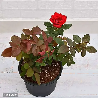 Earth Angels Rose Plant RED ROSE-thumb0