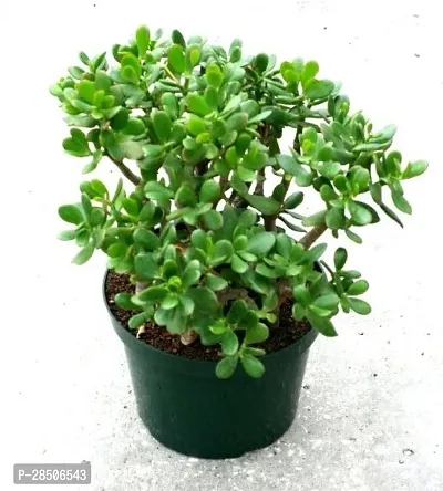 Jade Plant  BHJG5-thumb0