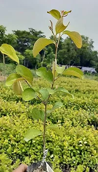 Ber Apple Plant  boisundhori ber appla-thumb2