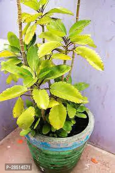 Natural Live Plant for Home Garden-thumb0