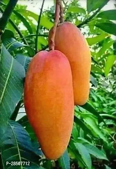 Kaner Plant  Mango Xpbm46-thumb0