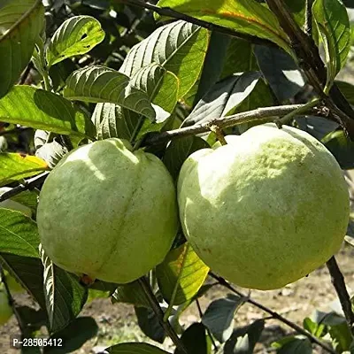 Guava Plant  Saraswati Gardens Live Giant GuavaAmrudAmrood Fruit 1 Healthy Live Plant  With Plastic Bag