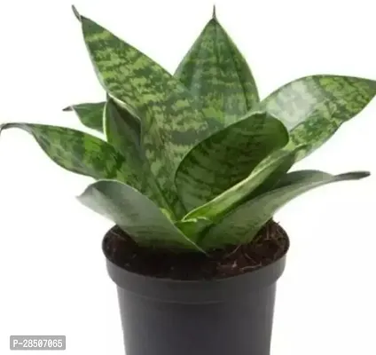 Snake Plant  CHILD Plant  SANKE 02-thumb0