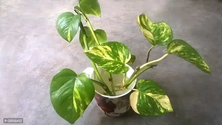 Earth Angels Money Plant money plant 8006-thumb0