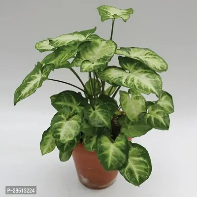 Natural Live Plant for Home Garden-thumb0