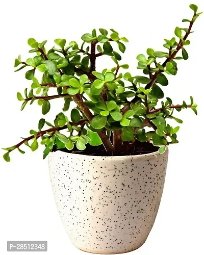 Natural Live Plant for Home Garden-thumb0