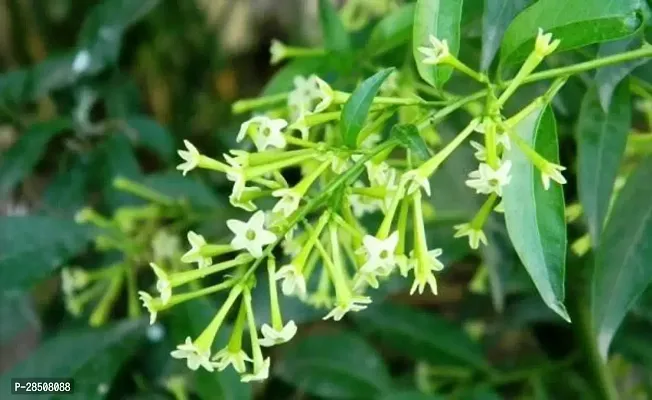 Jasmine Plant  Jasmine Xnursery house-thumb0