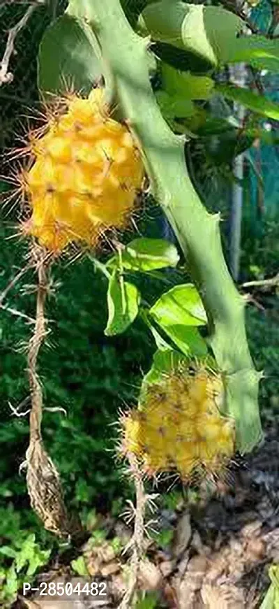 Dragon Tree uttarpradesh yellow dragon Plant-thumb0